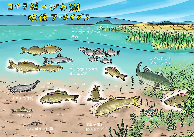 コイ目線の琵琶湖の様子を表した絵